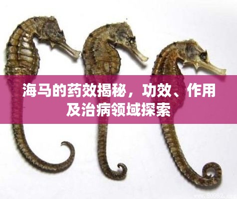 海馬的藥效揭秘，功效、作用及治病領(lǐng)域探索