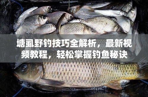 塘虱野釣技巧全解析，最新視頻教程，輕松掌握釣魚秘訣