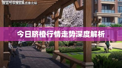 今日臍橙行情走勢(shì)深度解析