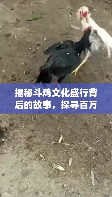 揭秘斗雞文化盛行背后的故事，探尋百萬斗雞的傳奇之旅