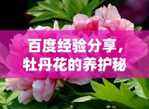 百度經(jīng)驗分享，牡丹花的養(yǎng)護秘籍