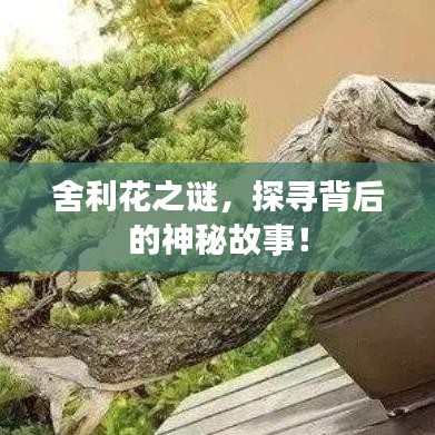 舍利花之謎，探尋背后的神秘故事！