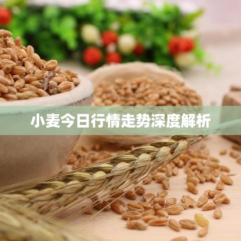 小麥今日行情走勢深度解析