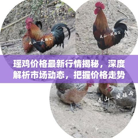 瑤雞價格最新行情揭秘，深度解析市場動態(tài)，把握價格走勢！
