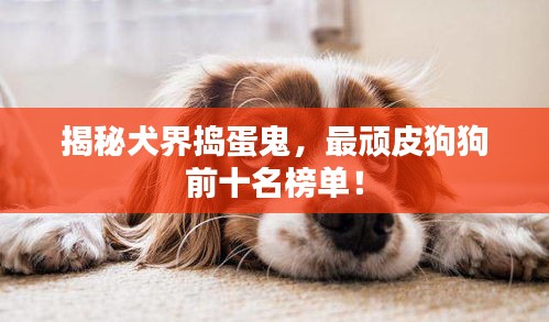 揭秘犬界搗蛋鬼，最頑皮狗狗前十名榜單！
