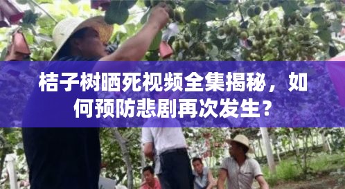 桔子樹曬死視頻全集揭秘，如何預(yù)防悲劇再次發(fā)生？