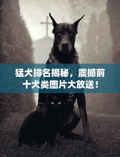 猛犬排名揭秘，震撼前十犬類圖片大放送！