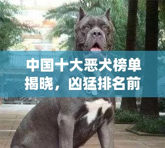 中國(guó)十大惡犬榜單揭曉，兇猛排名前十的犬種全解析