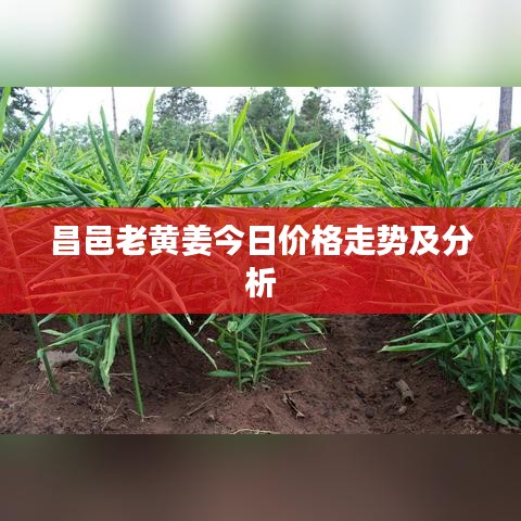 昌邑老黃姜今日價(jià)格走勢(shì)及分析