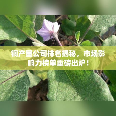 銅產(chǎn)量公司排名揭秘，市場影響力榜單重磅出爐！