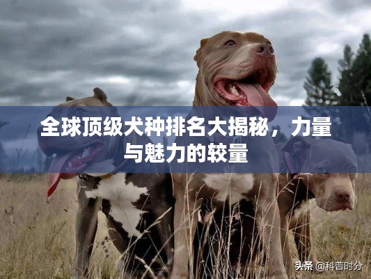 全球頂級(jí)犬種排名大揭秘，力量與魅力的較量