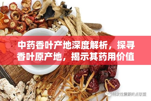 中藥香葉產地深度解析，探尋香葉原產地，揭示其藥用價值
