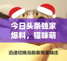 今日頭條獨家爆料，貓咪萌態(tài)視頻走紅，全網(wǎng)矚目引發(fā)關(guān)注熱潮