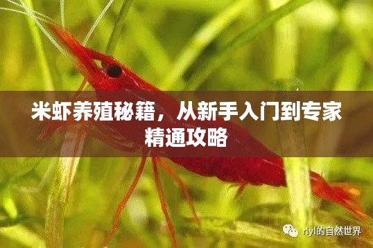 高人雅士 第2頁