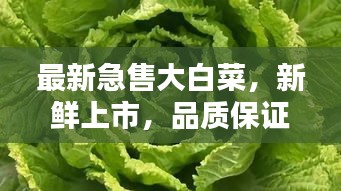 最新急售大白菜，新鮮上市，品質(zhì)保證！