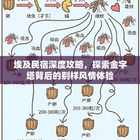 埃及民宿深度攻略，探索金字塔背后的別樣風情體驗