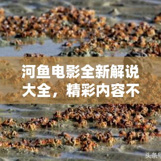 河魚(yú)電影全新解說(shuō)大全，精彩內(nèi)容不容錯(cuò)過(guò)！
