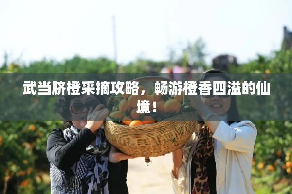 武當(dāng)臍橙采摘攻略，暢游橙香四溢的仙境！