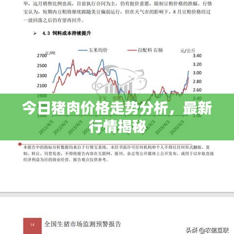 今日豬肉價格走勢分析，最新行情揭秘