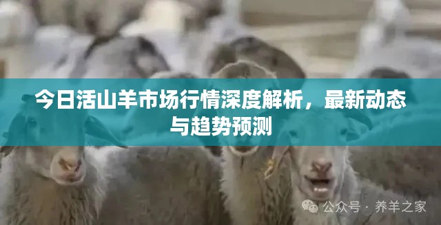 今日活山羊市場(chǎng)行情深度解析，最新動(dòng)態(tài)與趨勢(shì)預(yù)測(cè)