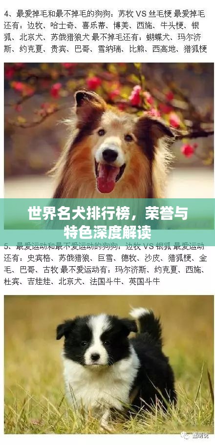 世界名犬排行榜，榮譽(yù)與特色深度解讀