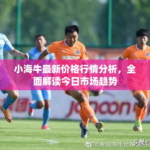 小海牛最新價格行情分析，全面解讀今日市場趨勢