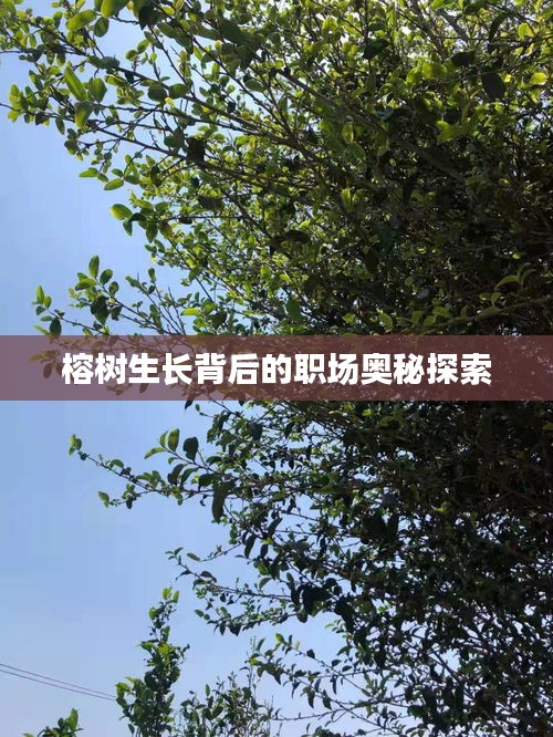 榕樹生長背后的職場(chǎng)奧秘探索