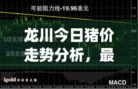 龍川今日豬價走勢分析，最新行情解讀